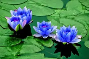 flor de Loto Azul