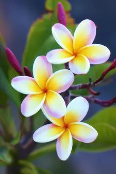 Flores-Plumeria