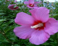 flor de siria morada
