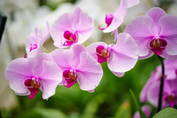 Orquidea-Hawaiana
